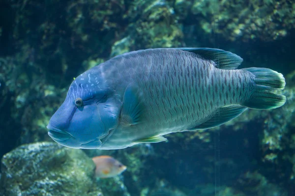 Humphead ajakoshal akvárium — Stock Fotó