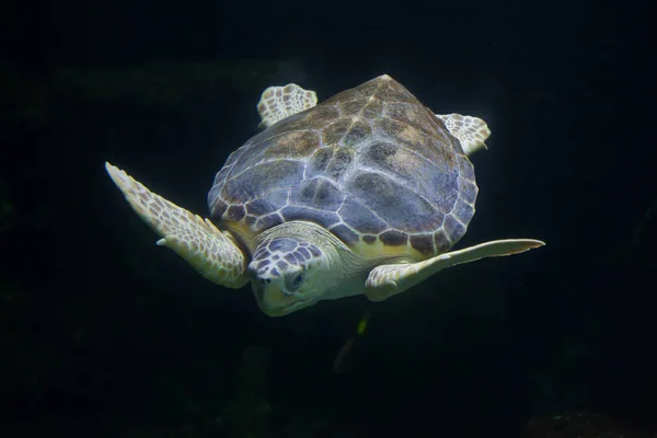 Loggerhead sea turtle — Stock Photo, Image