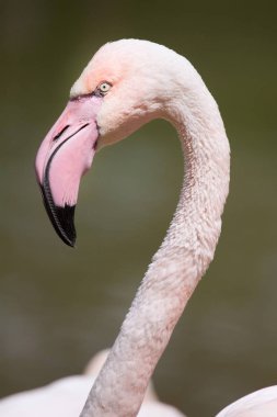 güzel büyük flamingo 