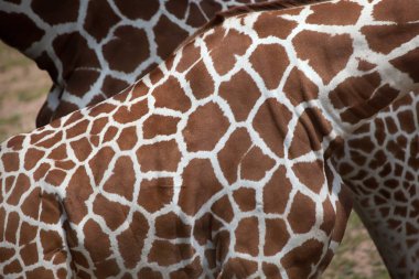 Retiküle zürafalar doku cilt