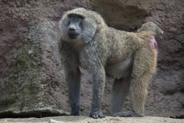 Olive baboon standing on rocks clipart