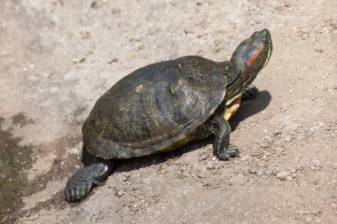 Red-eared slider turtle clipart