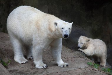 polar bear with its mother clipart