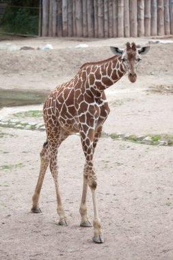 Reticulated giraffe walking clipart