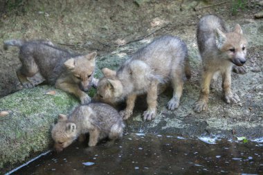 küçük Arctic wolfs