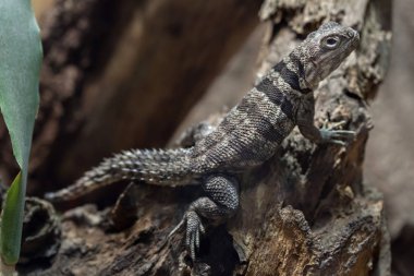 Cuvier'ın Madagaskar swift