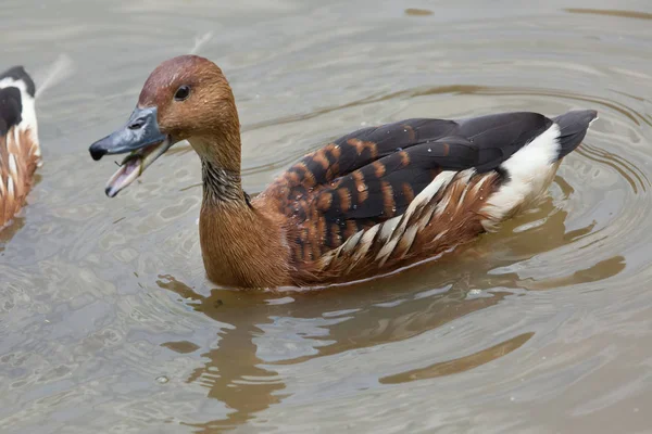 Fulvous whistling duck — Stock Photo, Image