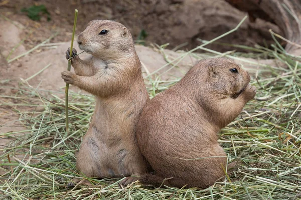 Prairiehonden met zwarte staart — Stockfoto