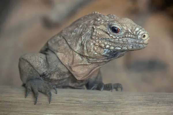 Küba kaya iguana — Stok fotoğraf