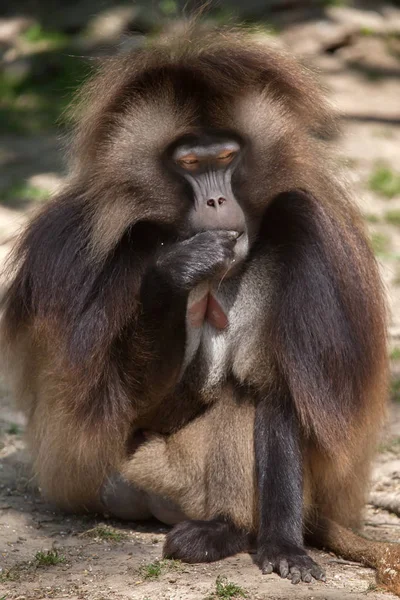 Gelada baboon eating — Stock Photo, Image