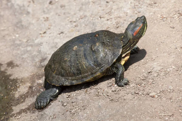 Красноухая горлоухая черепаха — стоковое фото