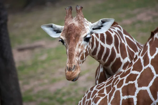 Girafe réticulée au zoo — Photo