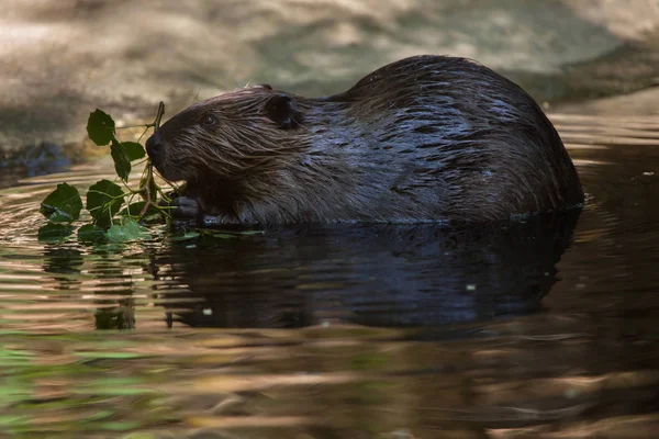 Noord-Amerikaanse beaver — Stockfoto