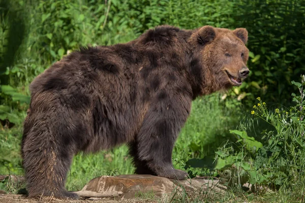 Камчатский бурый медведь — стоковое фото