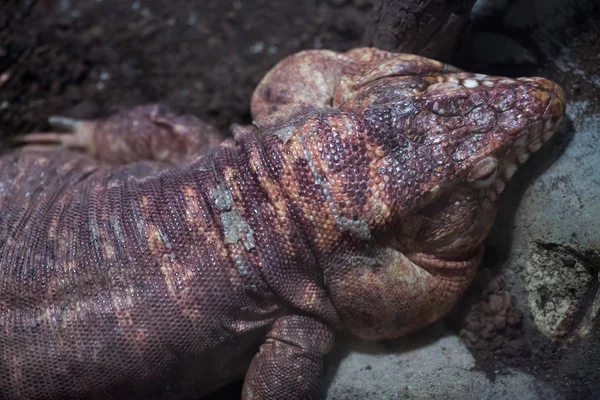 Tegu vermelho argentino — Fotografia de Stock