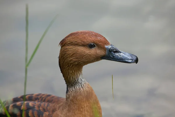 Fulvous whistling duck — Stok fotoğraf