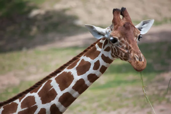 Жираф с сеткой в зоопарке — стоковое фото