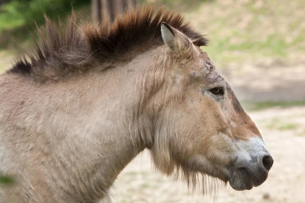フィールドの Przewalski の馬 — ストック写真