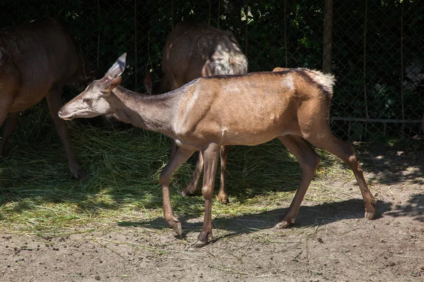 Familia Altai wapiti — Foto de Stock