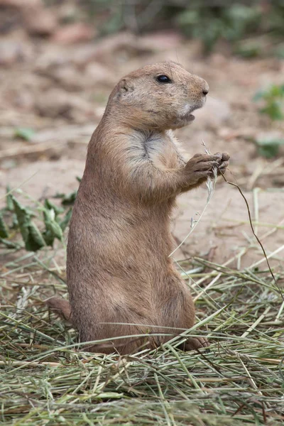 Zwarte prairiehond — Stockfoto