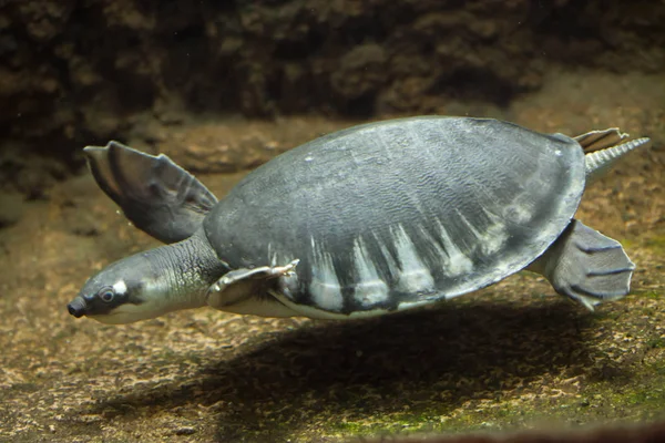 Schweinsnasenschildkröte — Stockfoto