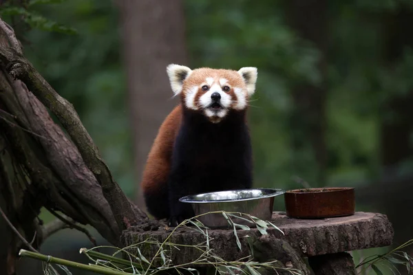 Panda vermelho ocidental — Fotografia de Stock