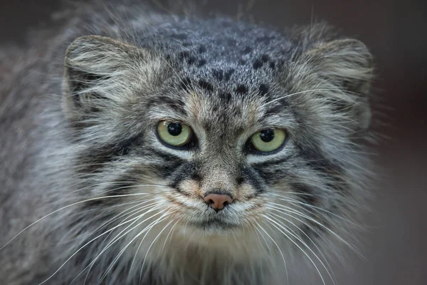 毛茸茸帕拉斯的猫 — 图库照片