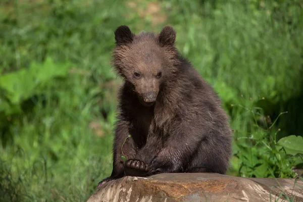 Urso castanho de Kamchatka — Fotografia de Stock