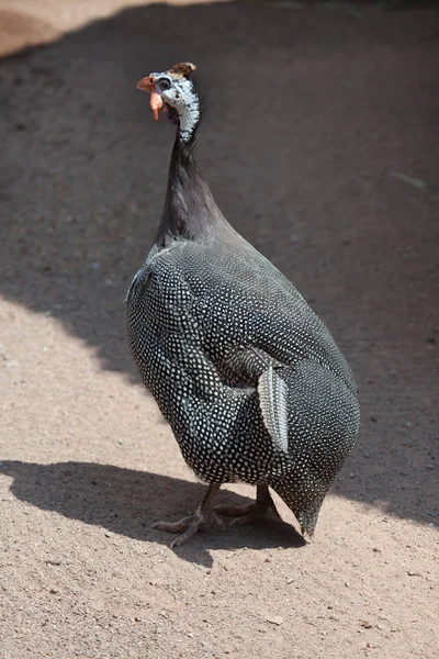 Gedomesticeerde parelhoen in zanderige tuin — Stockfoto