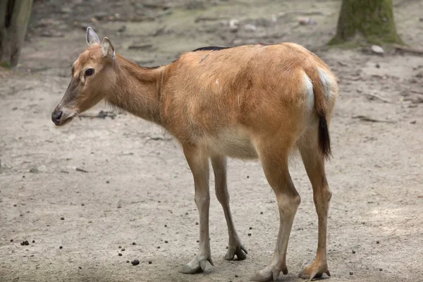 Pere David's deer — Stock Photo, Image