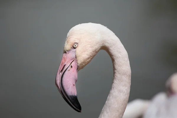 Beau plus grand flamant rose — Photo