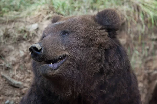 Kamchatka oso marrón — Foto de Stock