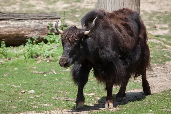 Domestic yak on green grass — Stock Photo, Image