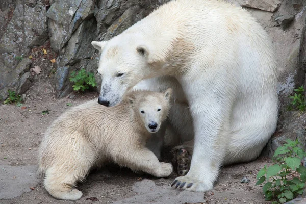 Urso polar com sua mãe — Fotografia de Stock