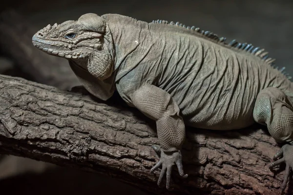 Rhinoceros iguana no ramo — Fotografia de Stock