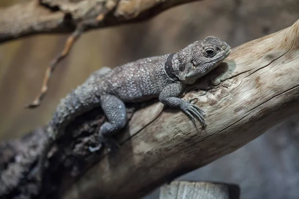 Cuvier'ın Madagaskar swift — Stok fotoğraf