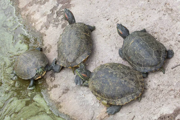 Червоновуха черепахи — стокове фото