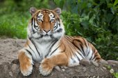 Szibériai tigris (PANTHERA TIGRIS ALTAICA)