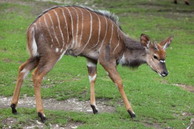 Nyala (yayılım gösterir: angasii).