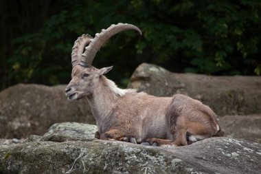 Alp dağ keçisi (Capra ibex dağ keçisi).