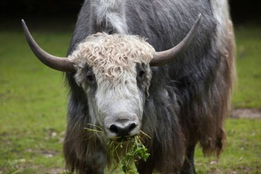 Yerli yak (Bos grunniens).