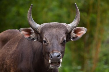 Javan banteng (Bos javanicus)