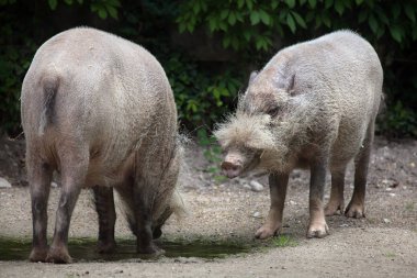 Borneo domuzu (Sus barbatus sakallı)