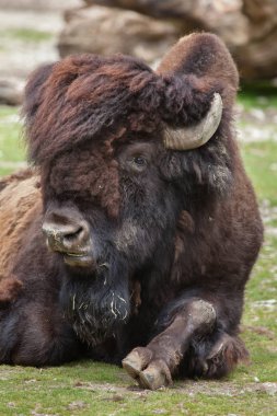 Wood bison (Bison bison athabascae). clipart