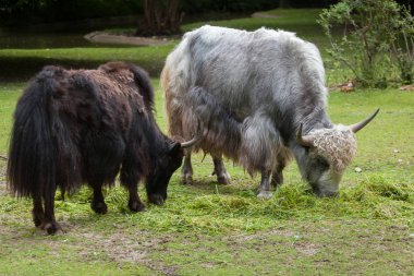 Yerli yaks (Bos grunniens).