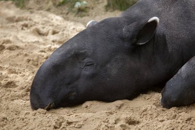 Malayan tapir (Tapirus indicus) clipart