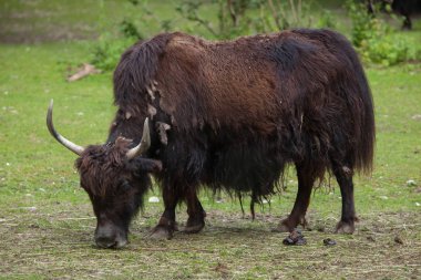 Yerli yak (Bos grunniens).