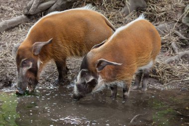 Red river hog (Potamochoerus porcus) clipart