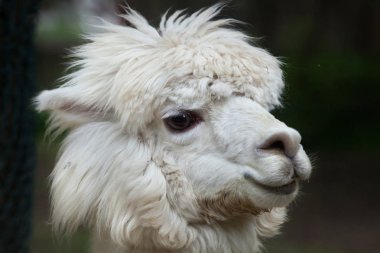 Lama (Lama glama).