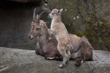 Alp dağ keçisi (Capra ibex dağ keçisi).